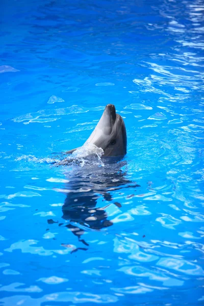 Delfino in acqua — Foto Stock