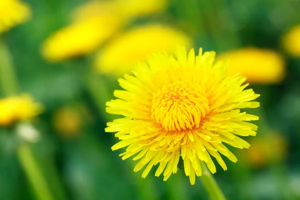 Yellow Dandelions — Stock Photo, Image