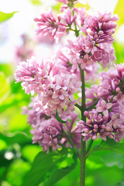 Purple Lilac — Stock Photo, Image