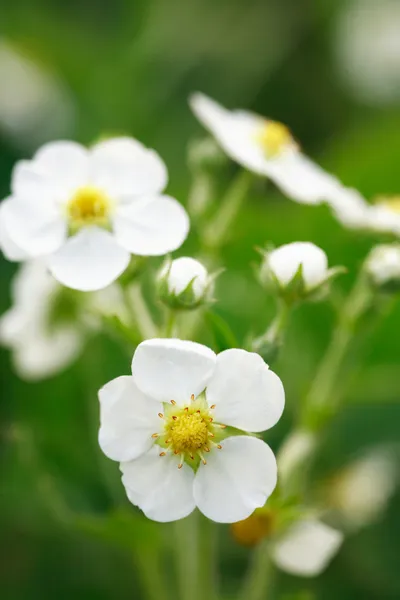 Wild Strawberries Flowers — Stock Photo, Image