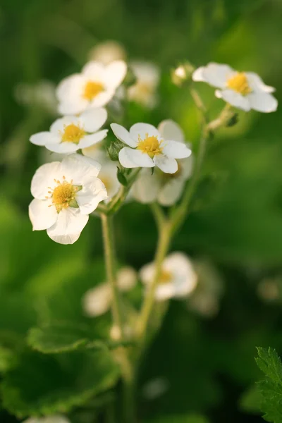 Wild Strawberries Flowers — Stock Photo, Image