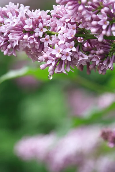 Фіолетовий Бузок — стокове фото
