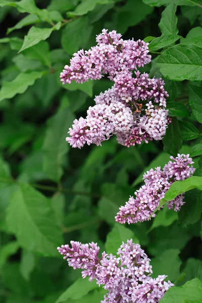 பழுப்பு மஞ்சள் — ஸ்டாக் புகைப்படம்