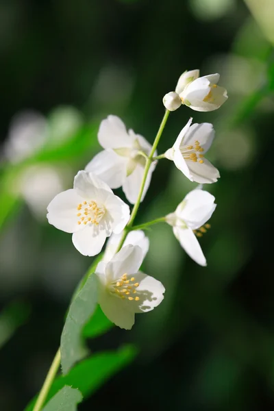 Jázmin virág — Stock Fotó