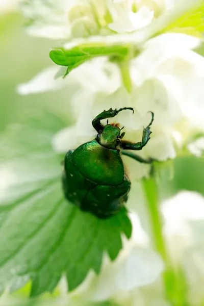 Scarabeo sul fiore — Foto Stock