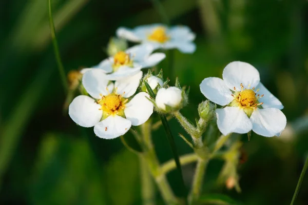 Morangos selvagens Flores — Fotografia de Stock