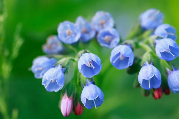 Blauwe wildflower — Stockfoto