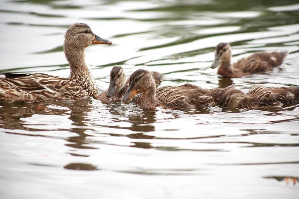 Pato con sus hijos — Foto de Stock