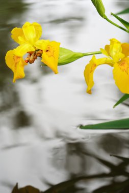 nehir üzerinde çiçek