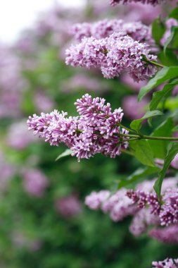 Mor Eflatun arka plan