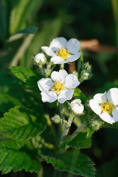 Wild Strawberries Flowers — Stock Photo, Image