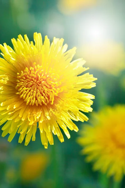 Gele paardebloem — Stockfoto