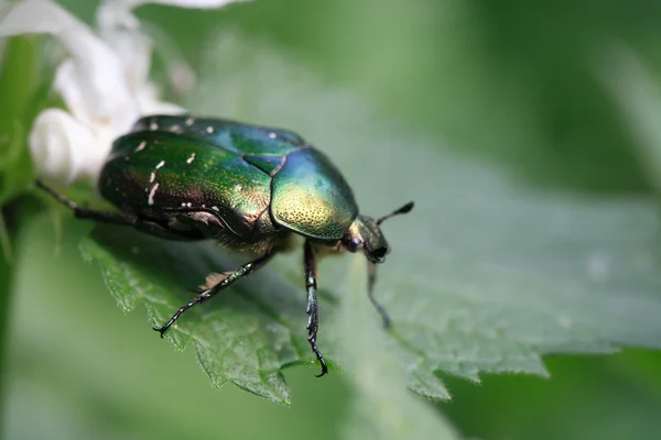 Groene kever macro — Stockfoto