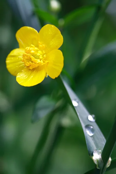 Wildflower żółty — Zdjęcie stockowe