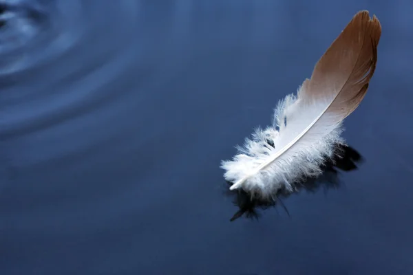 Feather On Water — Stock Photo, Image
