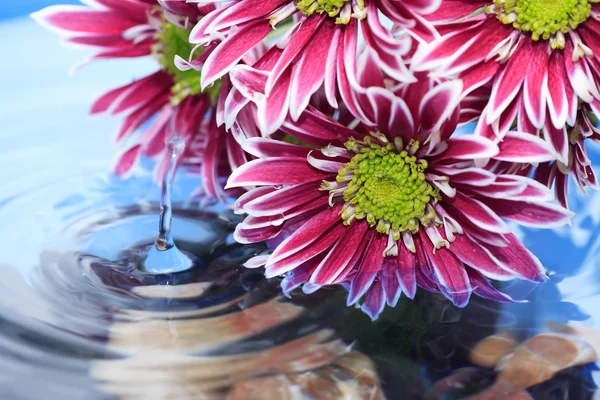 Flower Above Water — Stock Photo, Image