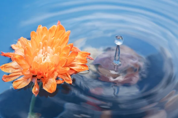 Flor en el agua — Foto de Stock