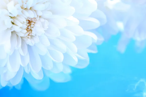 Witte chrysant — Stockfoto