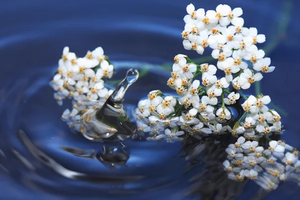Blommor ovanför vattenytan — Stockfoto