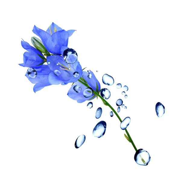 Bel Fiore Selvatico Blu Tra Gocce Acqua Sfondo Bianco — Foto Stock