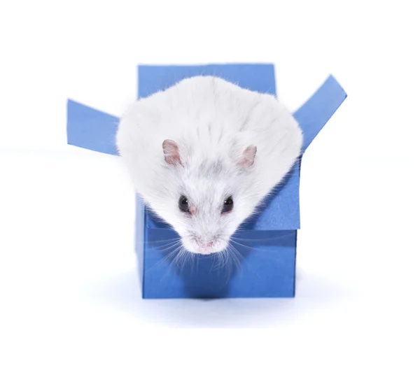 Hamster In Box — Stock Photo, Image