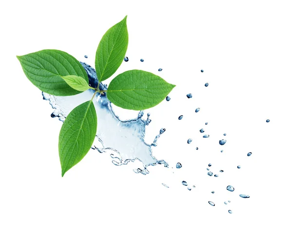 Čerstvost Zelené Listy Vodě Splash Proti Bílému Pozadí — Stock fotografie