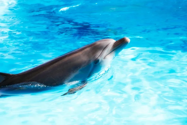 Dolphine — Stockfoto