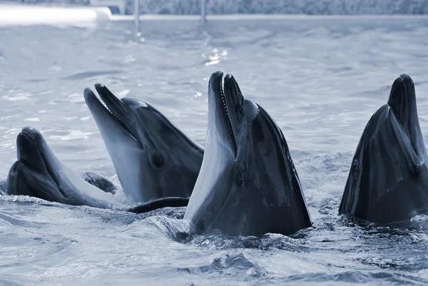 Dolphins — Stock Photo, Image