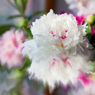 güzel peonies çiçek