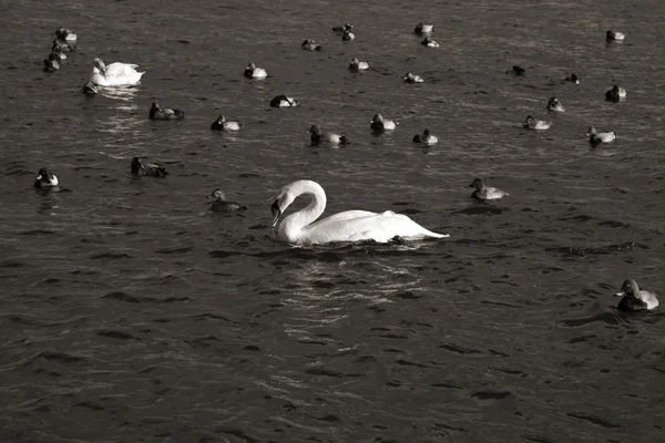 Fåglar — Stockfoto