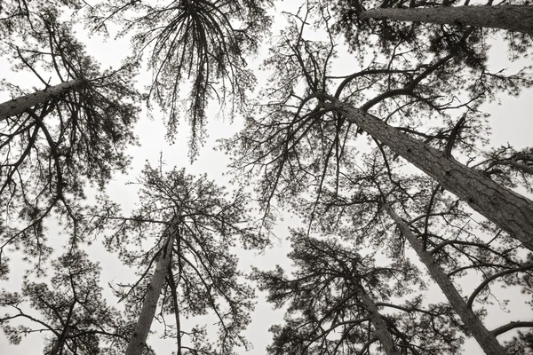 Skog — Stockfoto