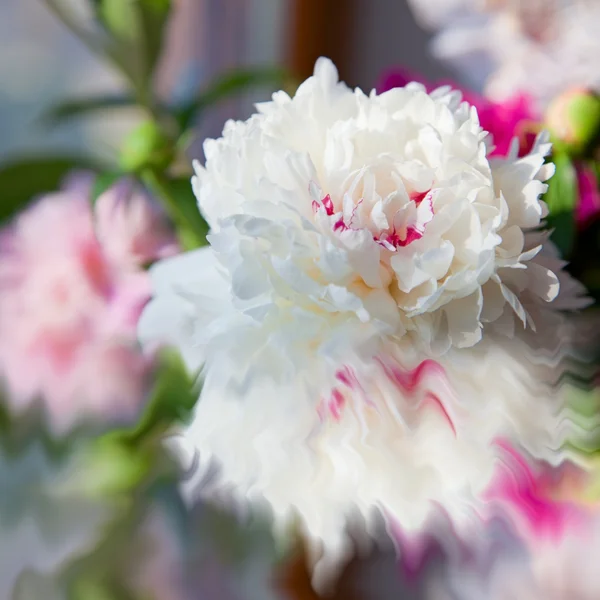 Hermosa flor de peonías — Foto de Stock