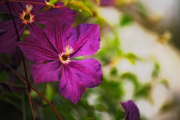 Flower — Stock Photo, Image