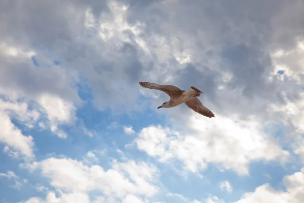 Gabbiano nel cielo — Foto Stock