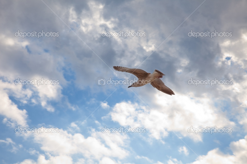 seagul in the sky