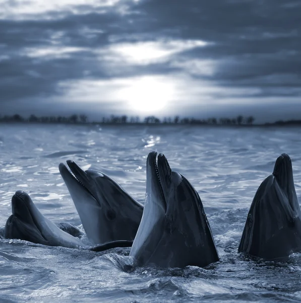 Dolphins — Stock Photo, Image