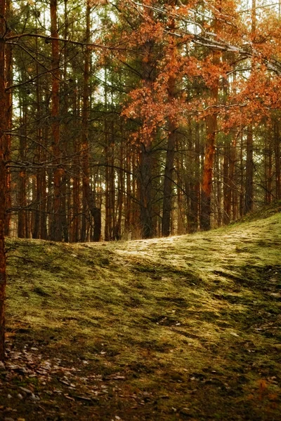 Forêt — Photo