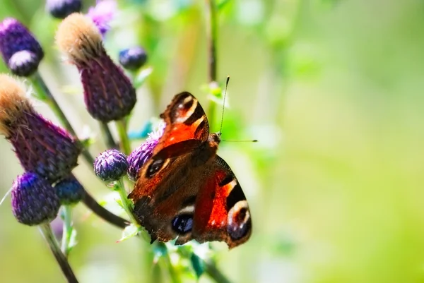 Vlinder — Stockfoto