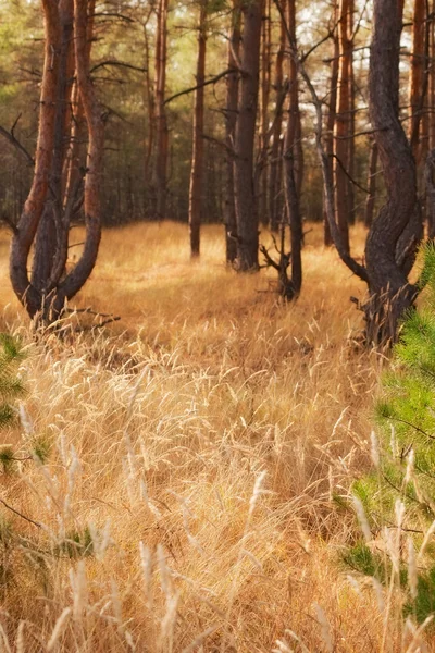 Paisagem — Fotografia de Stock