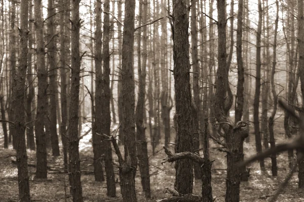 Forêt — Photo