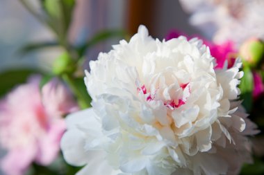 güzel peonies çiçek