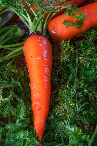 Porkkana — kuvapankkivalokuva