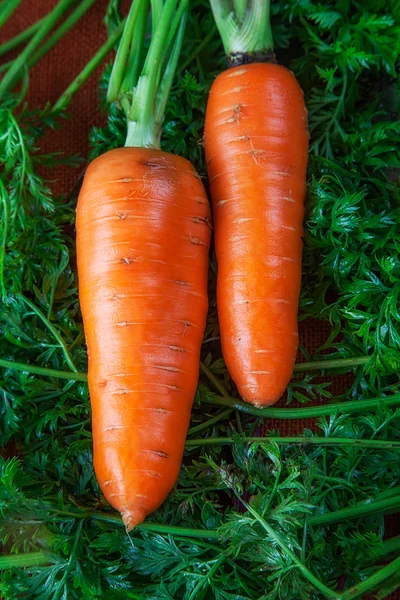 Carrot with tops — Stock Photo, Image