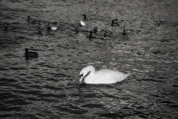 Fåglar på vatten — Stockfoto