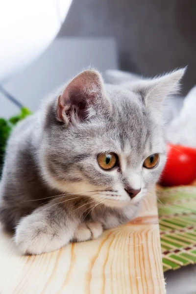 Cat muzzle — Stock Photo, Image