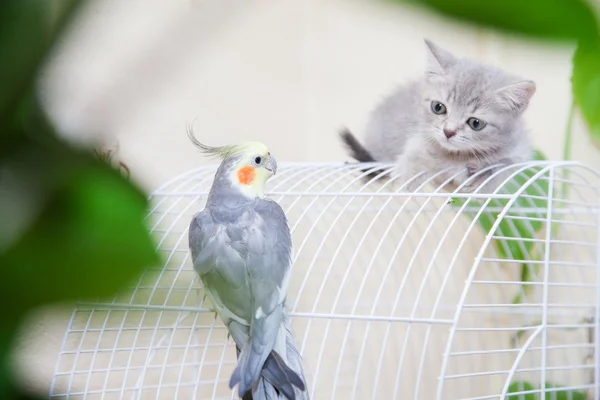 Gattino e pappagallo — Foto Stock