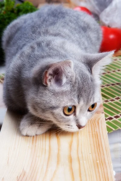 Beautiful pet cat — Stock Photo, Image