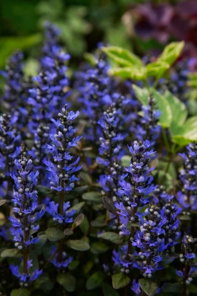 Hermosa flor azul primavera —  Fotos de Stock