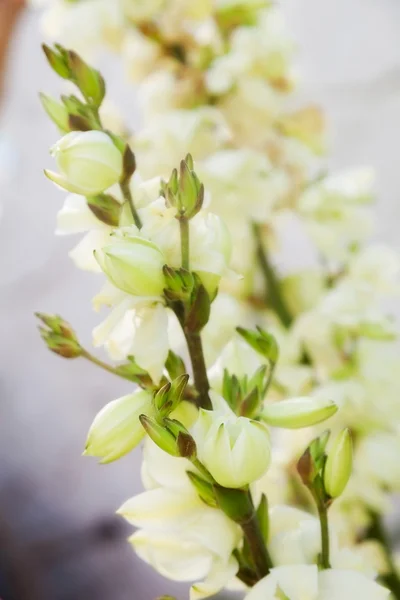 Flor — Foto de Stock