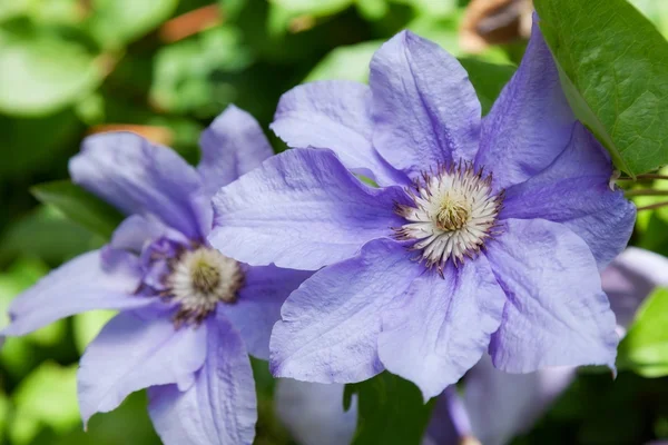 Flower — Stock Photo, Image